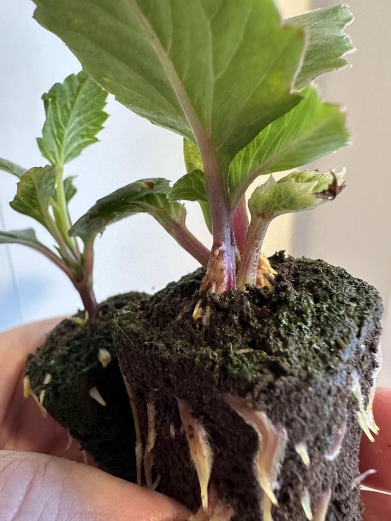 Use Growth-Regulating Plant Hormones