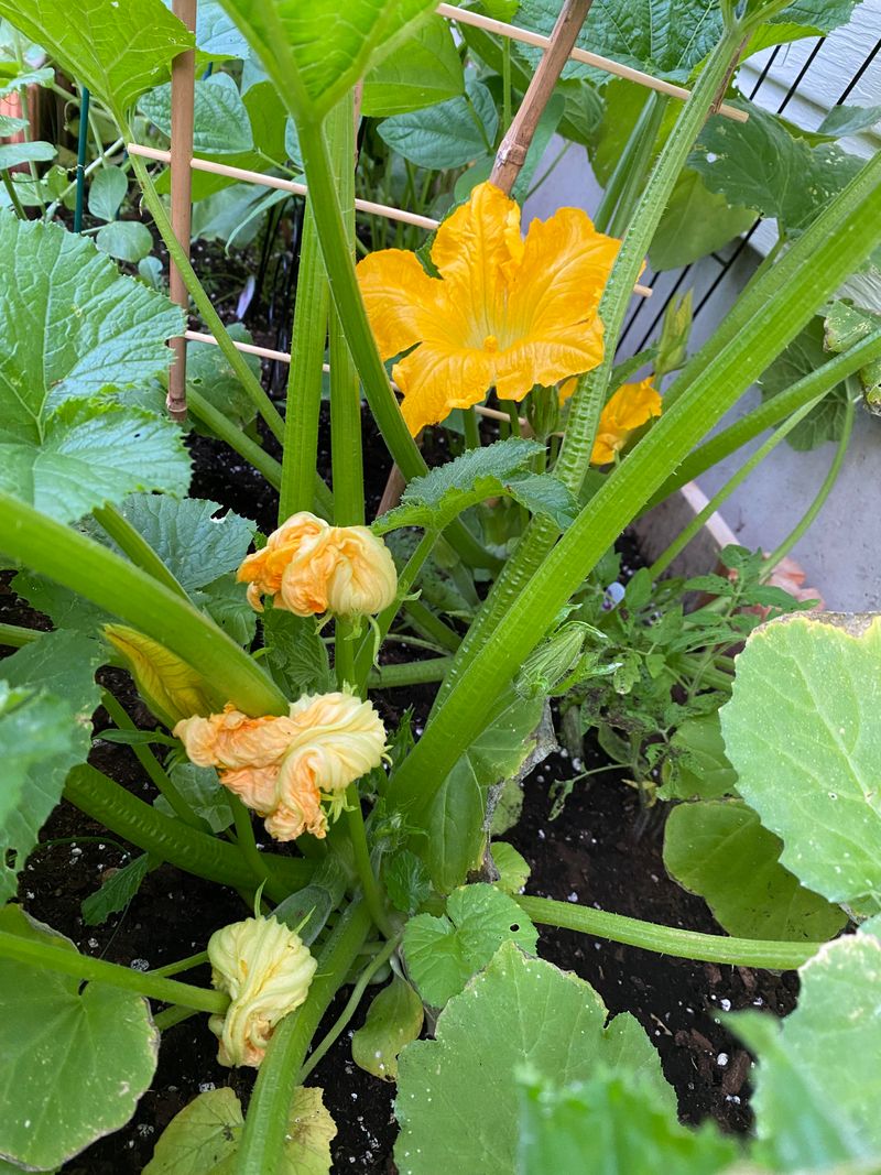 Understand male and female flowers