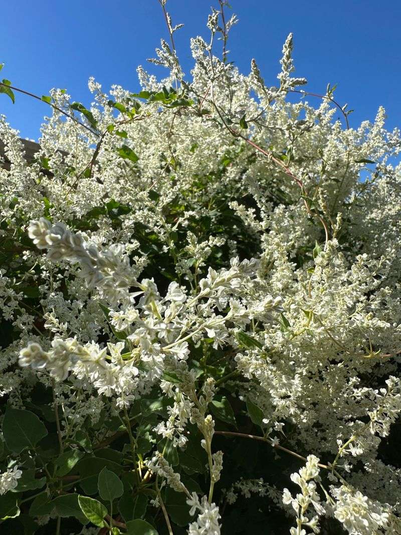 Choose a Sunny to Partly Shady Location