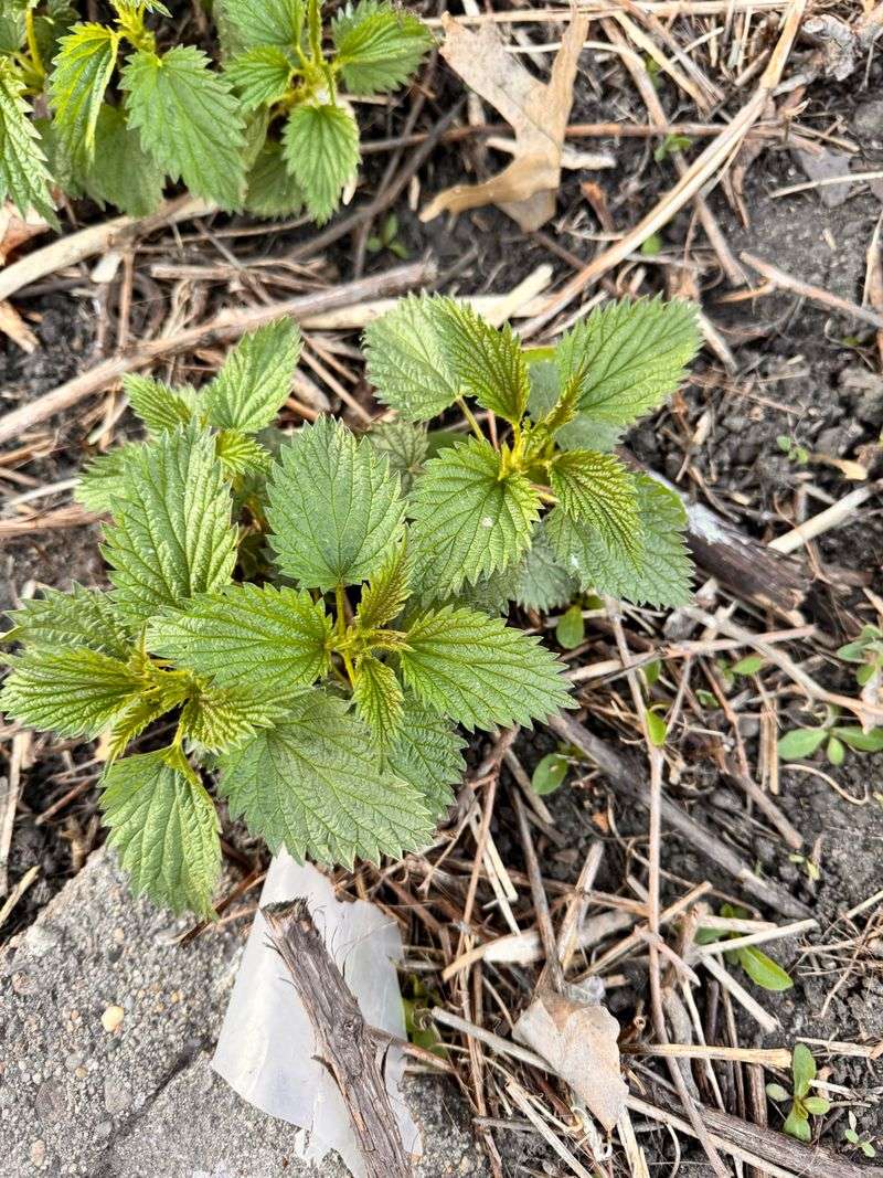 Stinging Nettle (Urtica dioica)