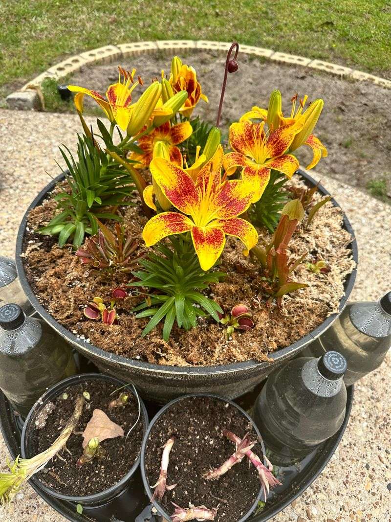 Neglecting Container Drainage