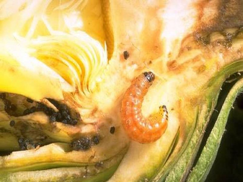Overlooking Pest Problems