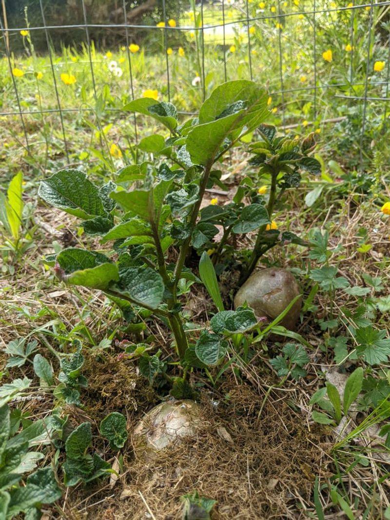 Fertilizer Mistakes