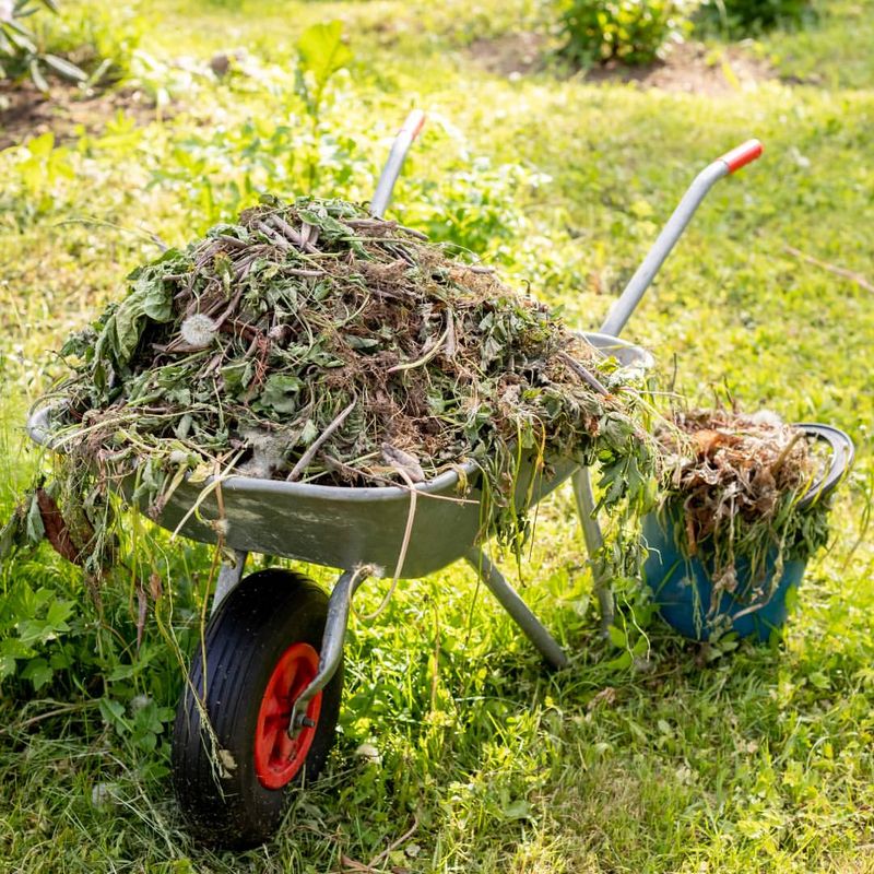 Improper Green Waste Disposal