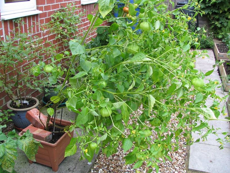Crowding Your Plants