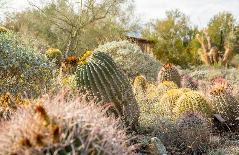 Choosing Plants From Non-Desert Regions