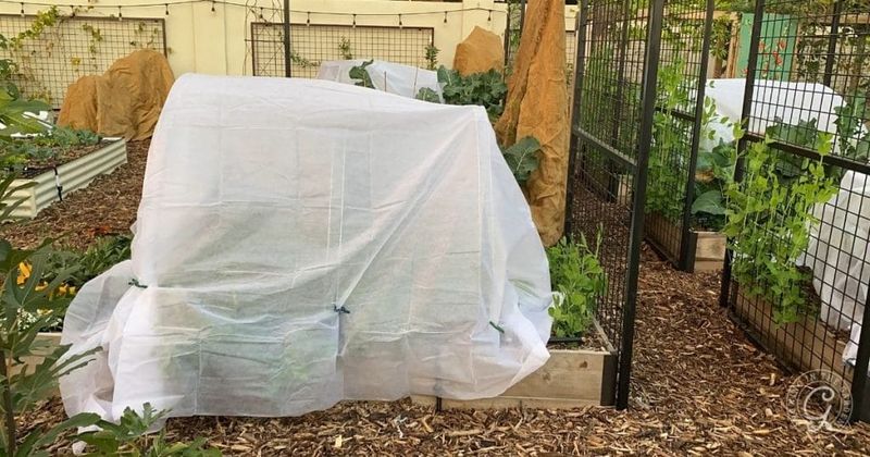 Forgetting About Winter Protection