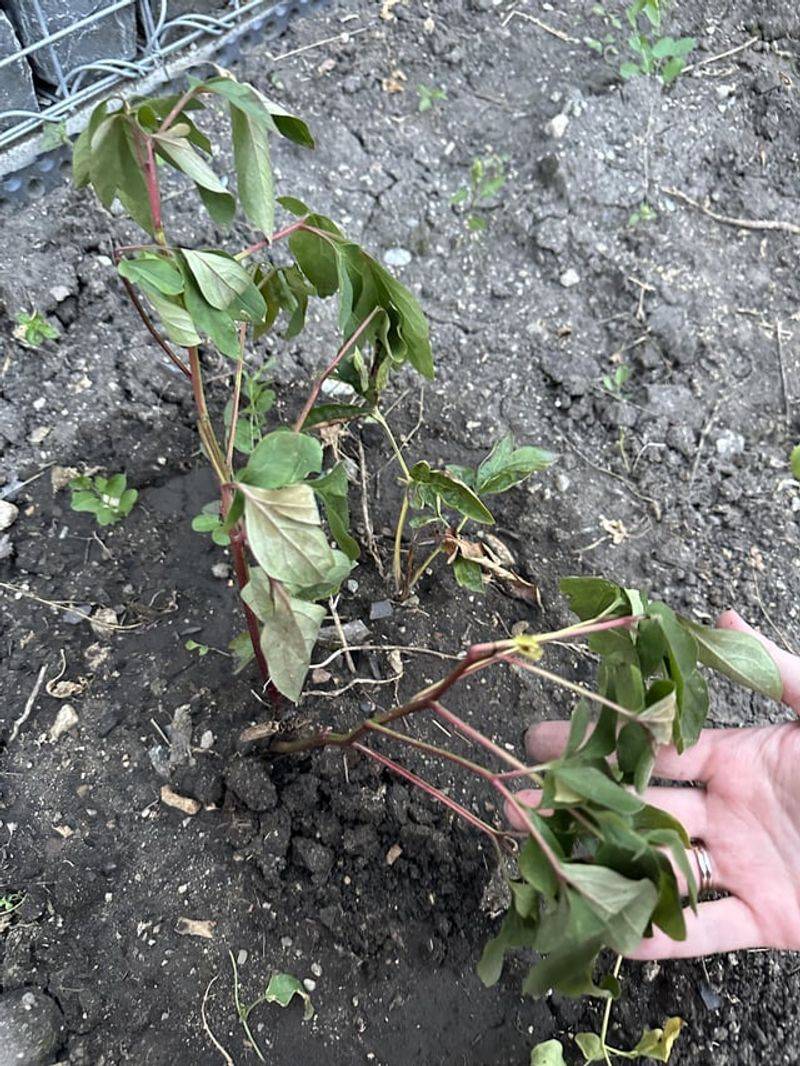 Weak Stems From Poor Nutrition