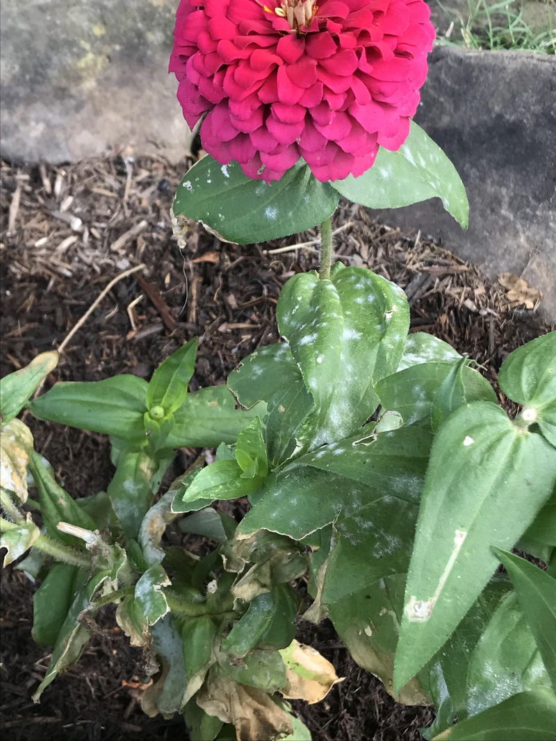 Overcrowding Plants