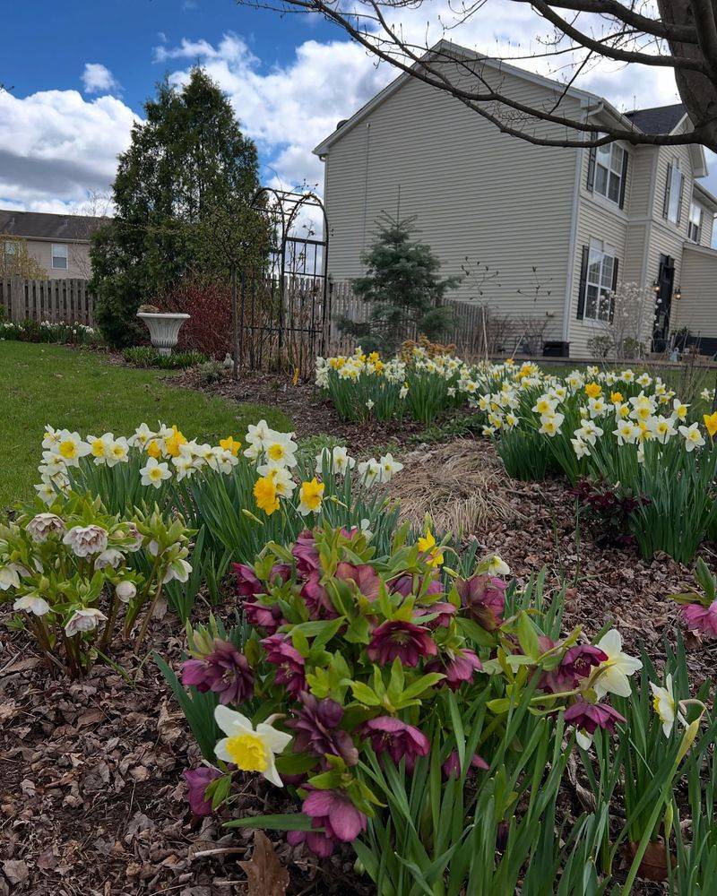 Overlooking Spring Bulbs