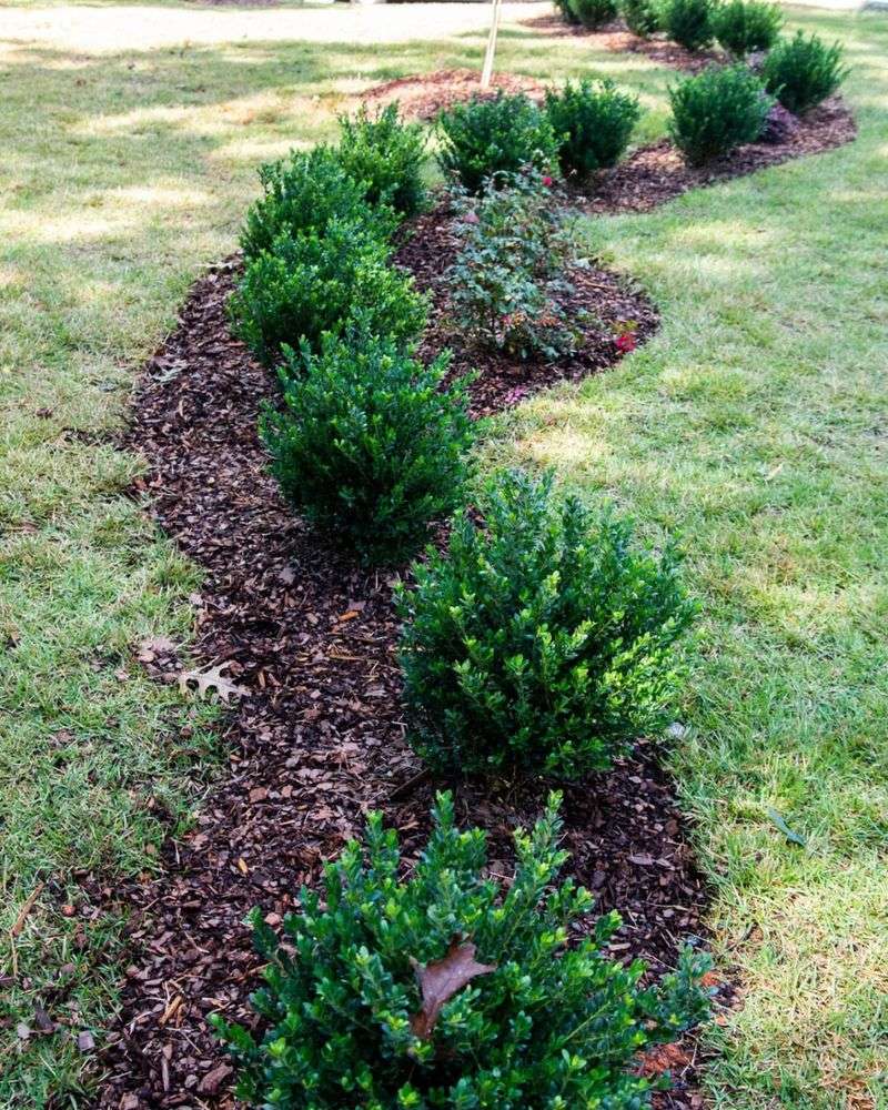 Choosing Plants That Fight Georgia's Climate