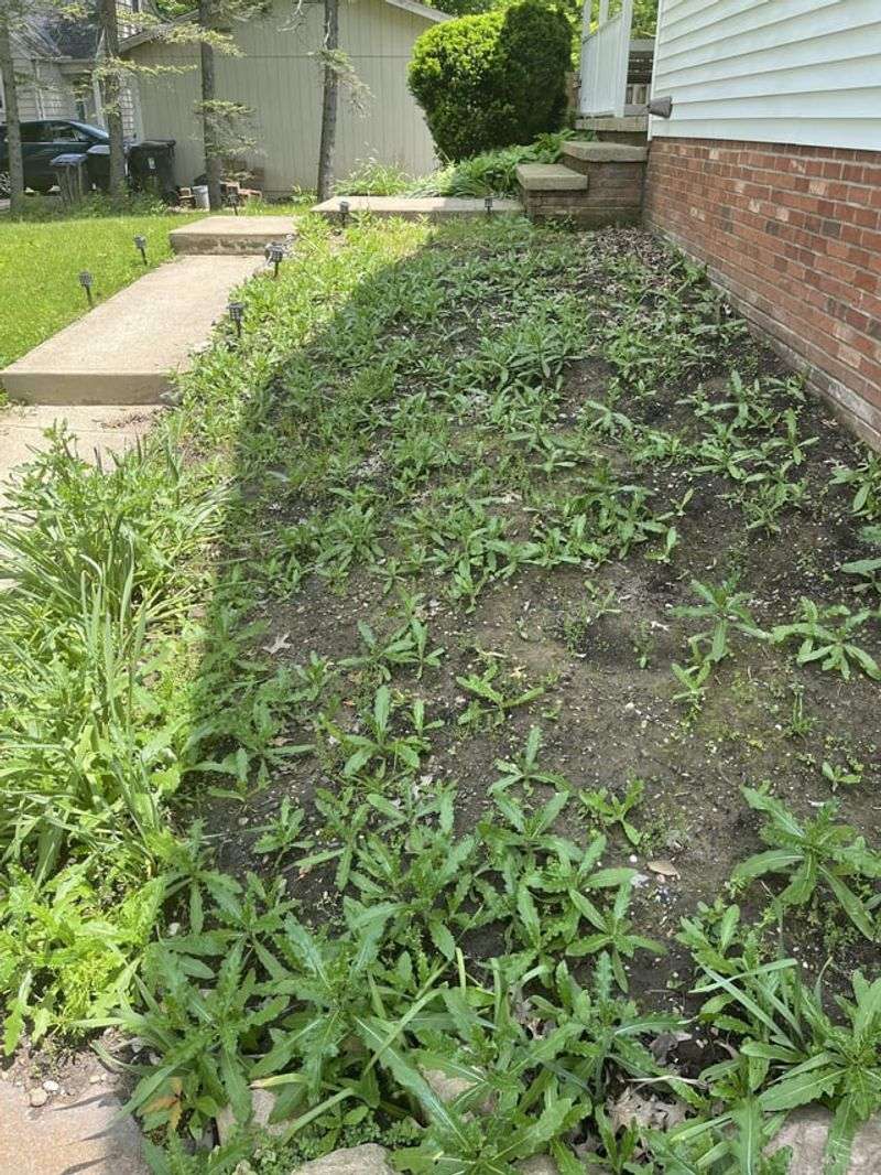 Neglecting Weed Control