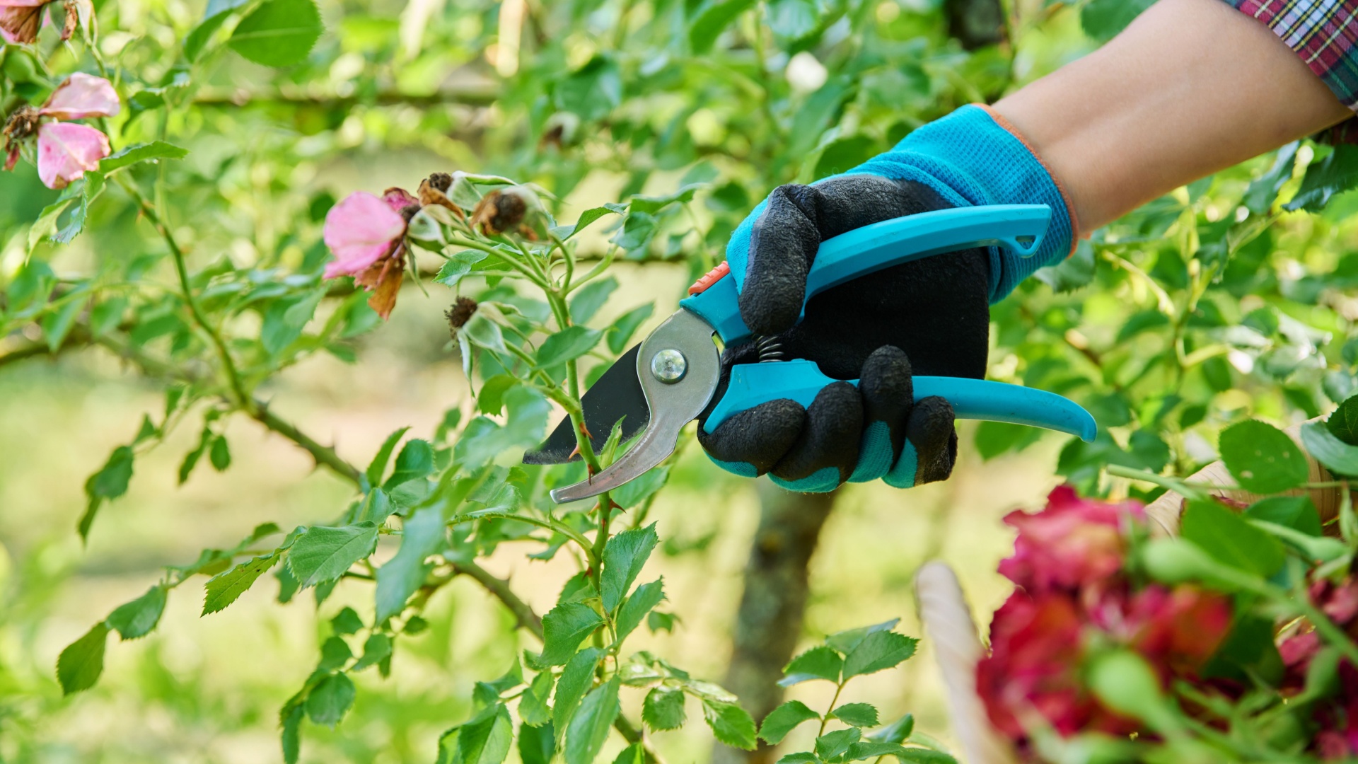 gardener prunes a rose plant