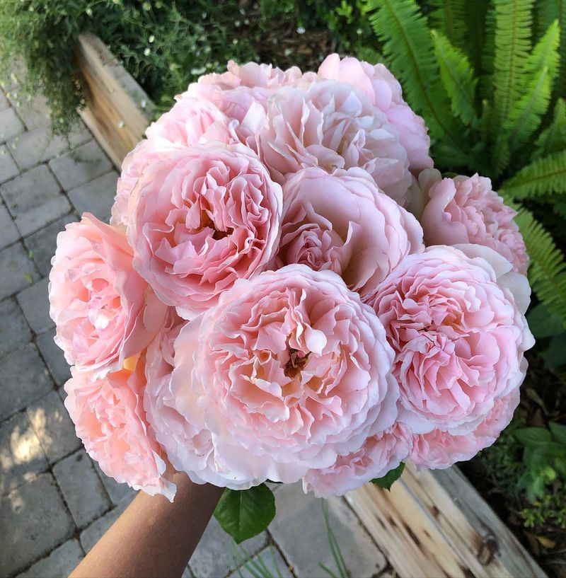 Roses Need Regular Haircuts