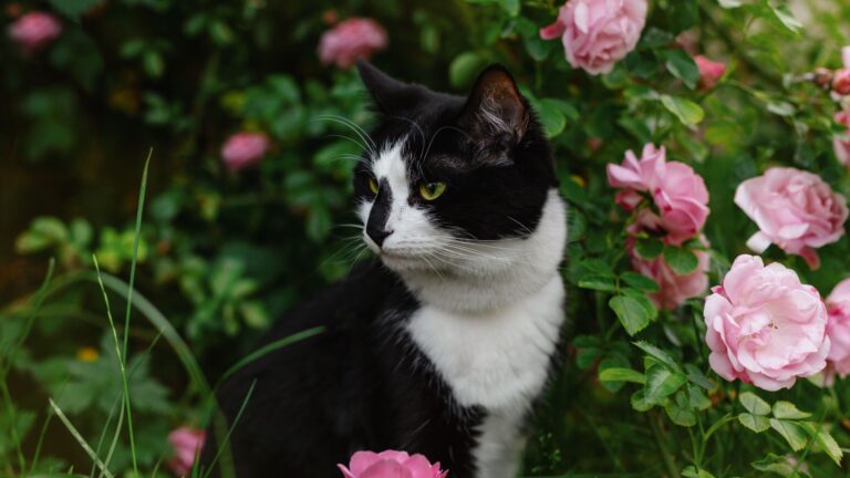 cat in the rose bush