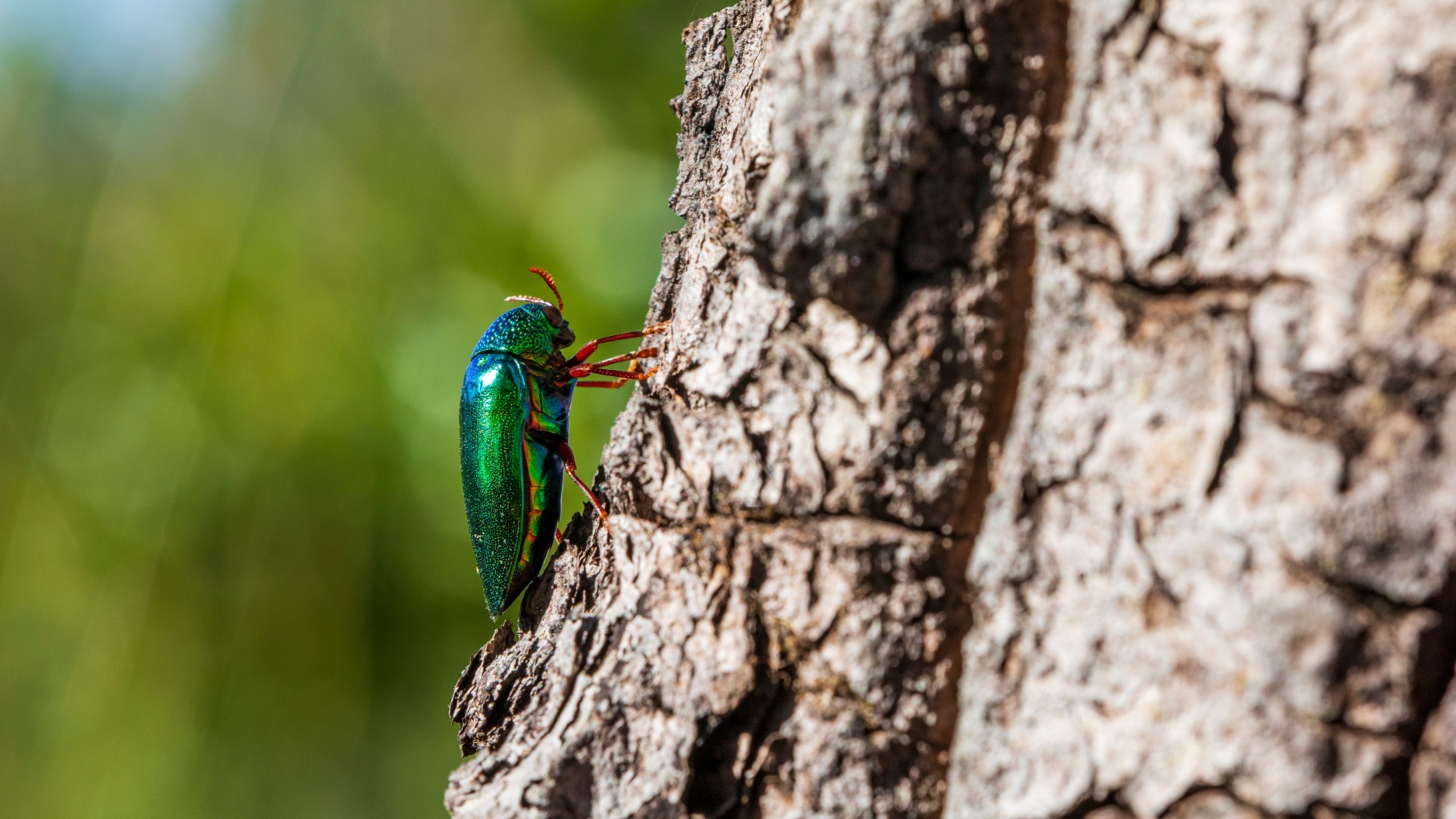 Plants That Attract Dangerous Pests Without You Realizing It