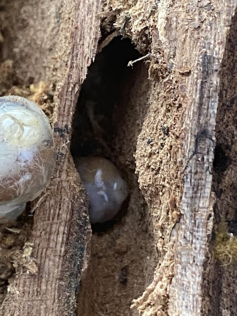 Maple Trees Invite Asian Longhorned Beetles