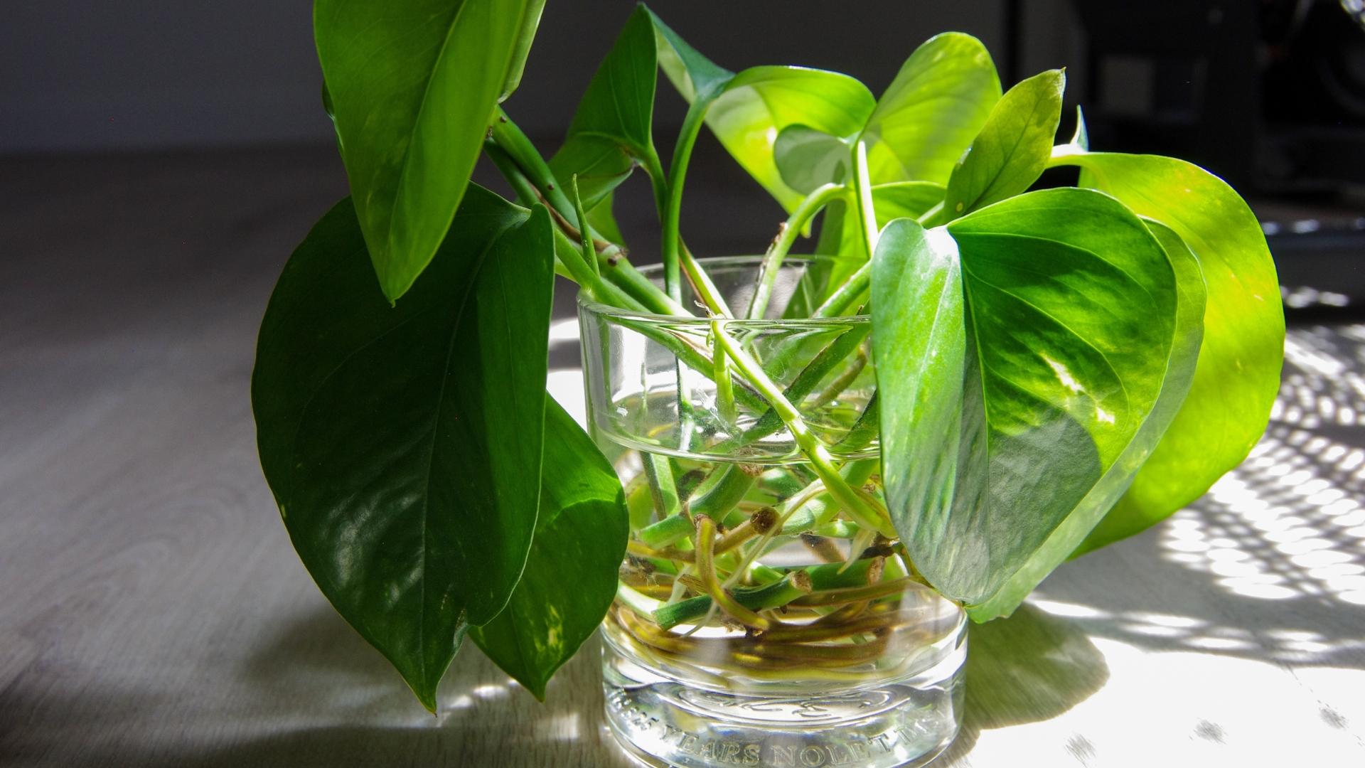 Pothos