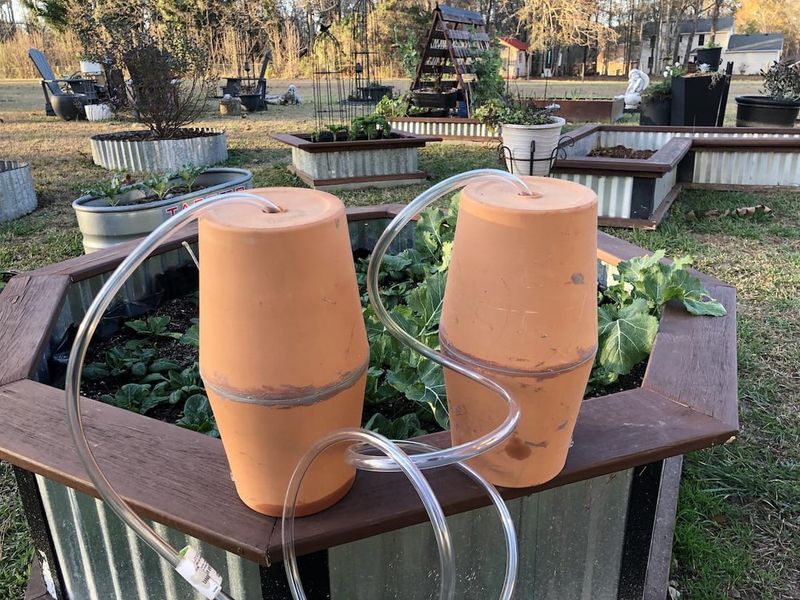 Ollas Clay Pot Irrigation