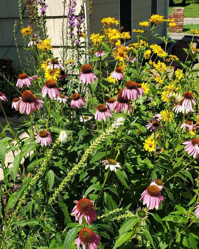 Rainbow Of Annual Flowers Without Structure