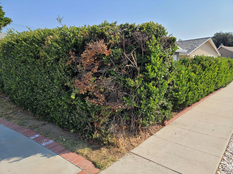 Overgrown Hedges