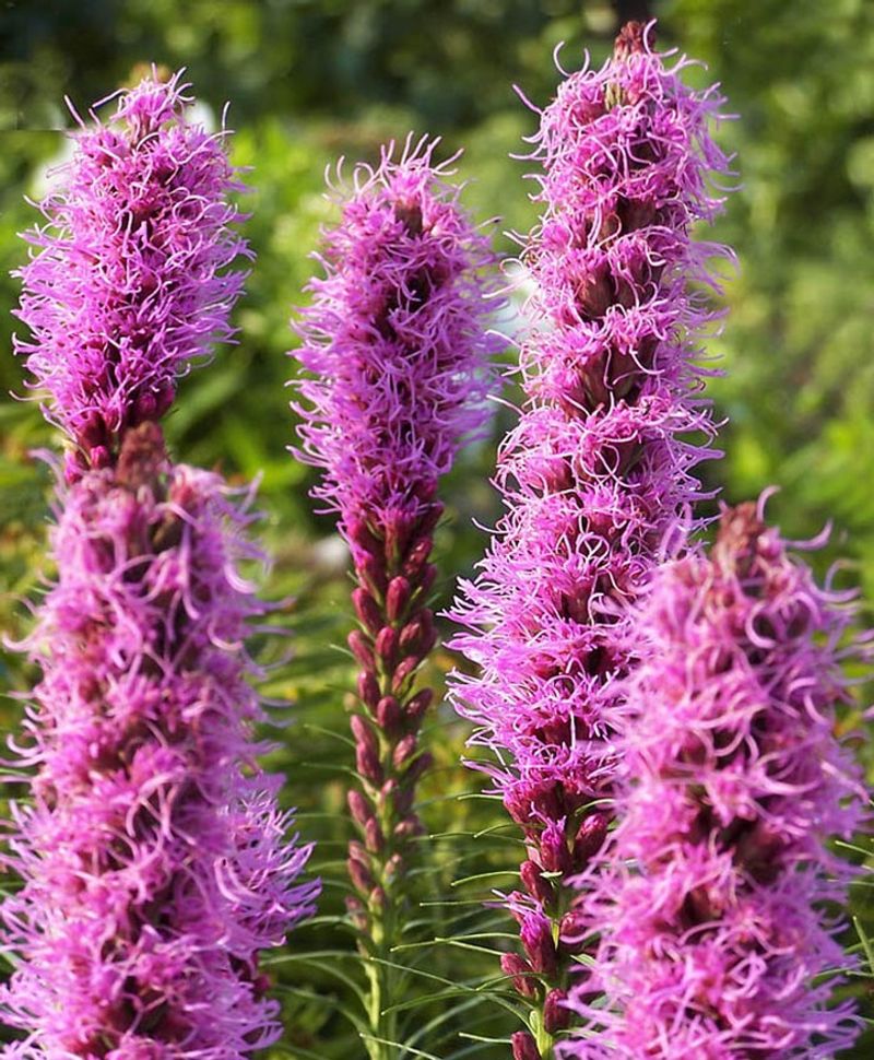 Liatris 'Kobold'