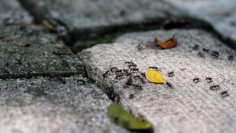 Effective Against Multiple Ant Species