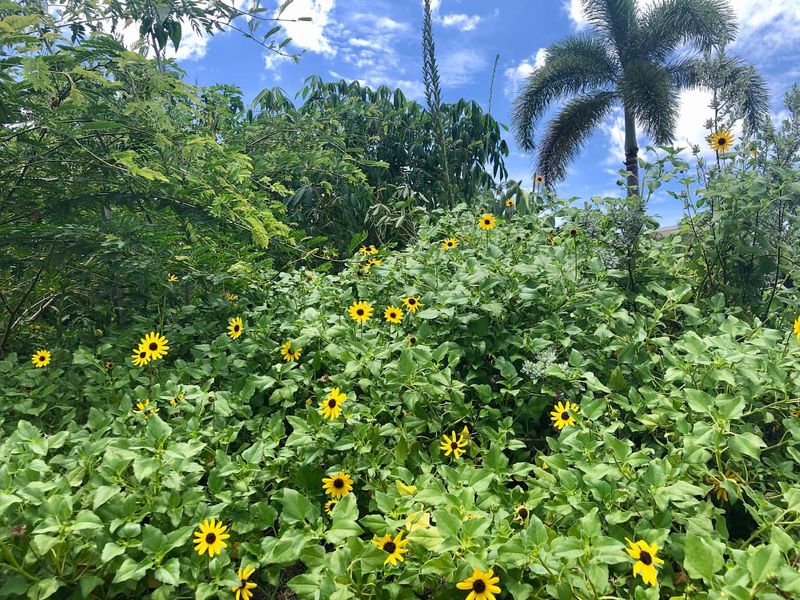 Beach Sunflower