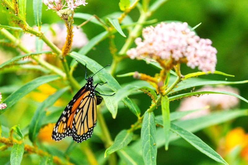 Tropical Milkweed Saves Monarchs Effortlessly