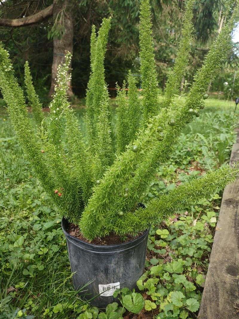 Foxtail Fern (Asparagus densiflorus 'Myers')