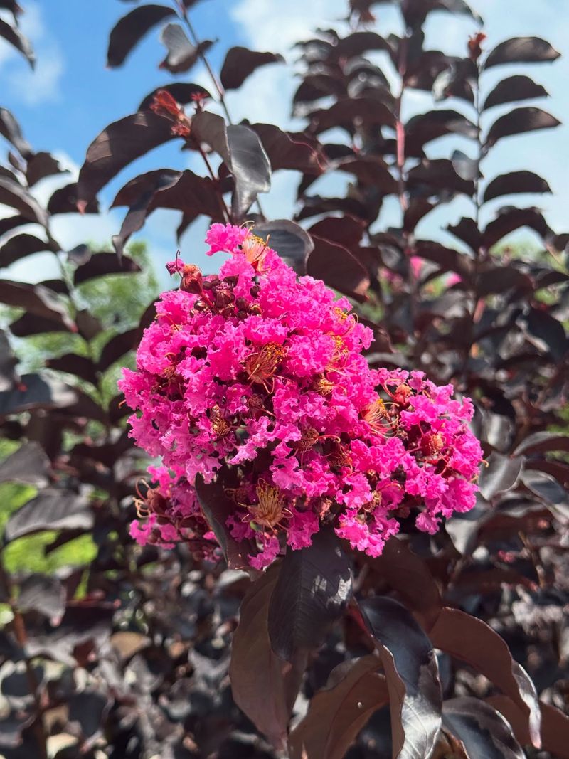 Crape Myrtles