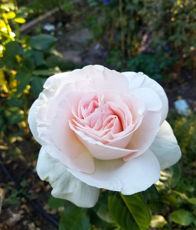 Tea Rose