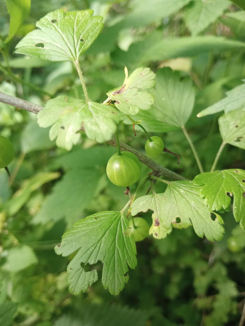 Gooseberries Can't Take The Heat