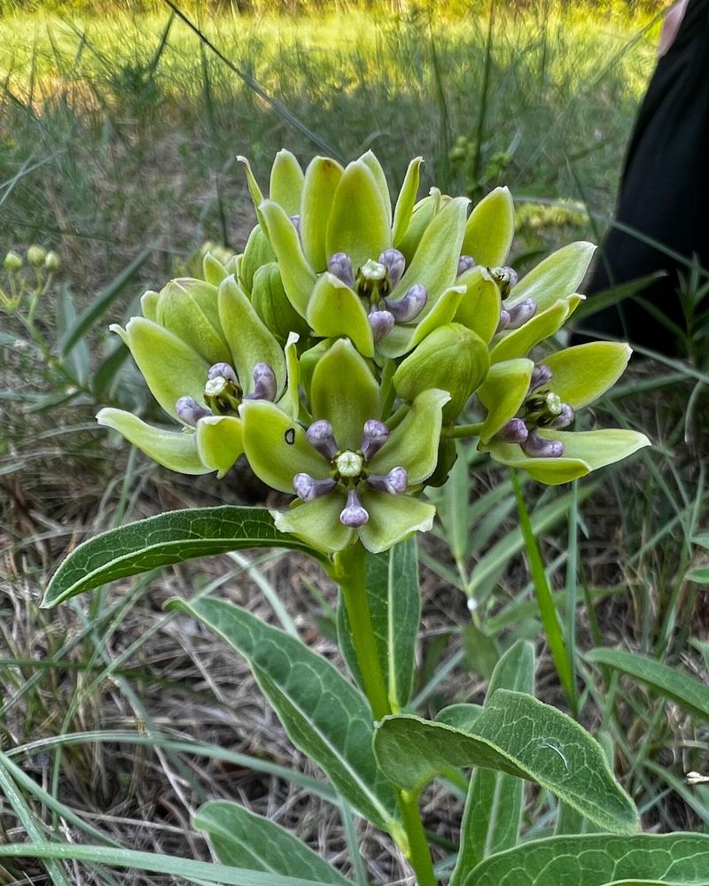 Green Milkweed (Asclepias viridis)