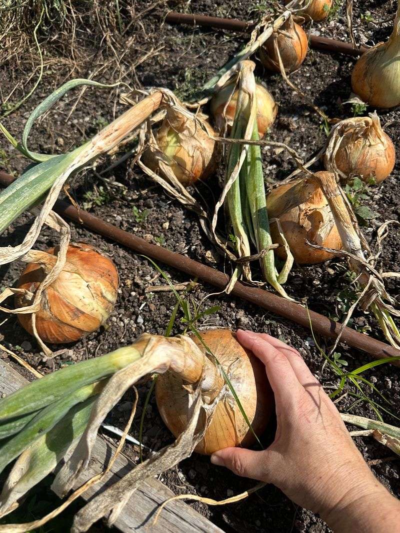 Onions: The Set-It-and-Forget-It Bulbs