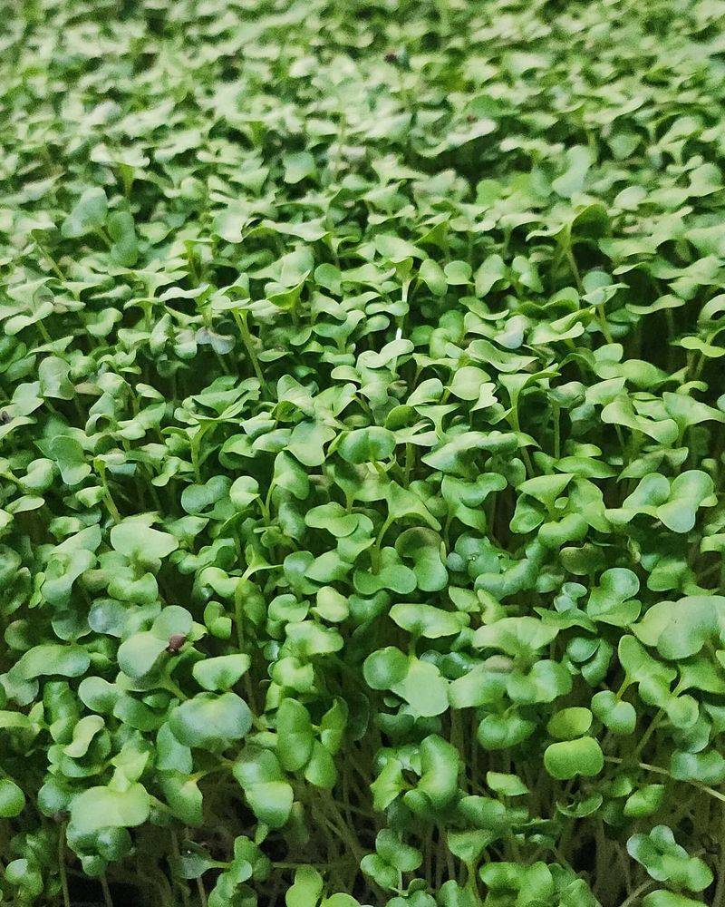 Microgreens