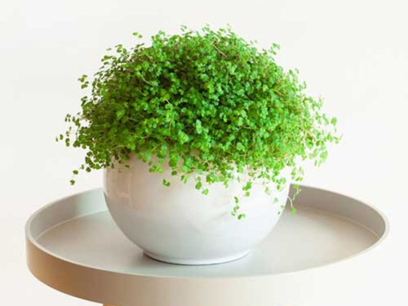 Baby Tears Plant