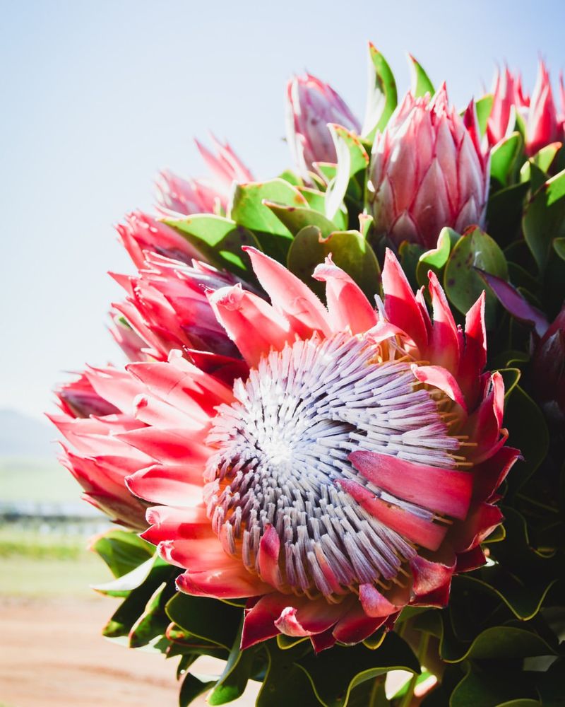 King Protea