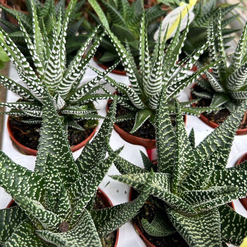 Haworthia