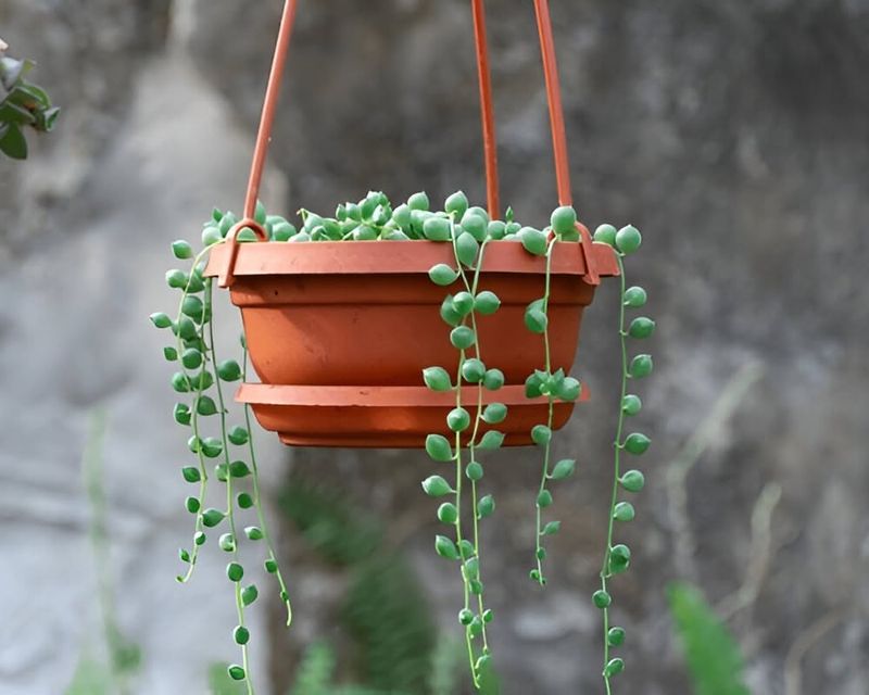 String Of Pearls