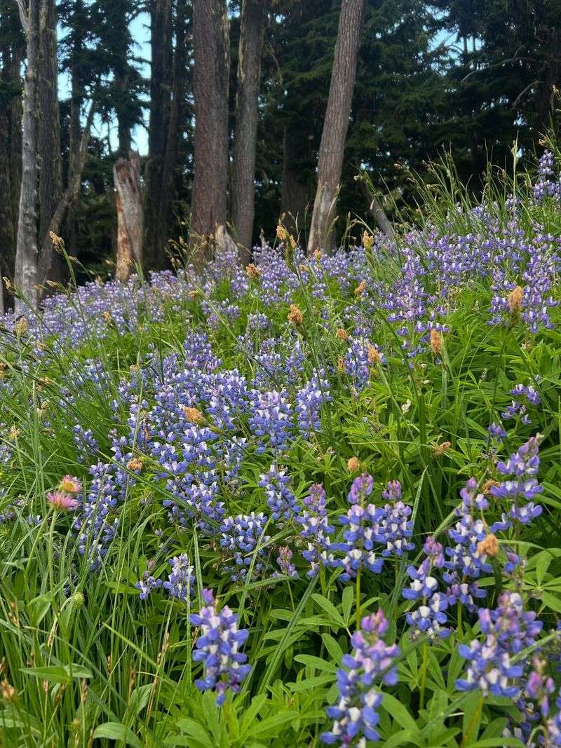 Native Texas Wildflower Surround