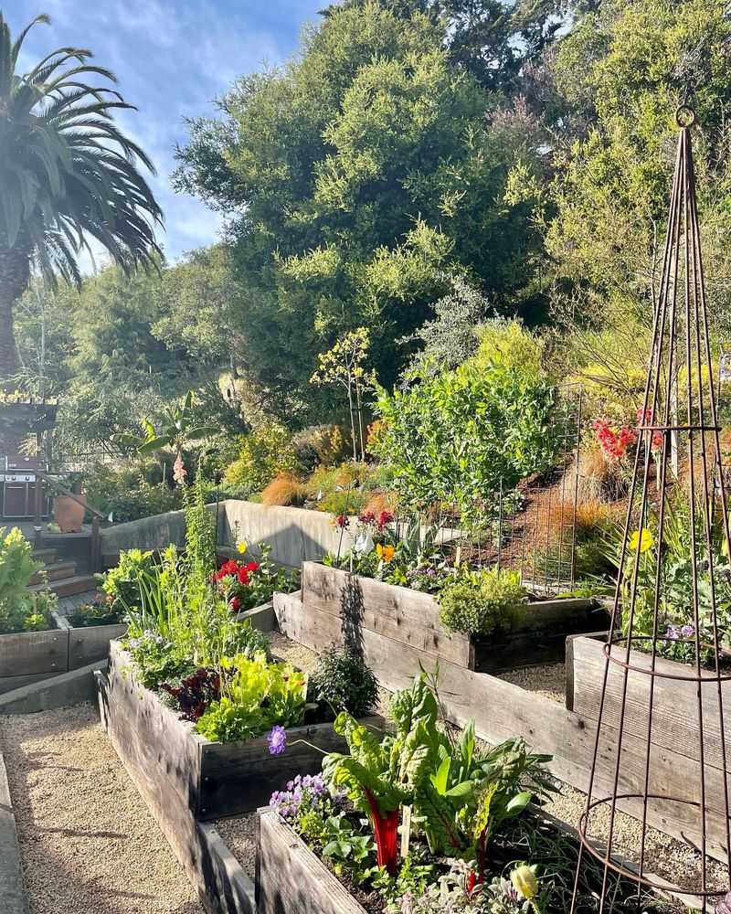 Edible Desert Garden Patio