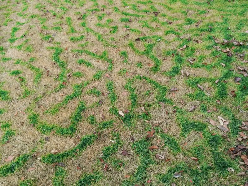 Dormant Warm-Season Grass