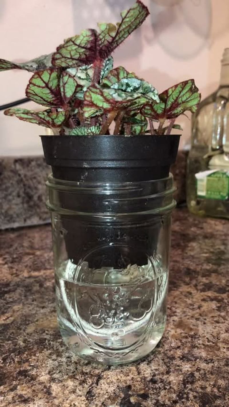 Nighttime Watering Habits