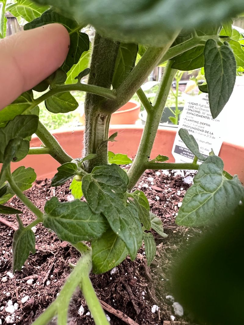 Improper Pruning