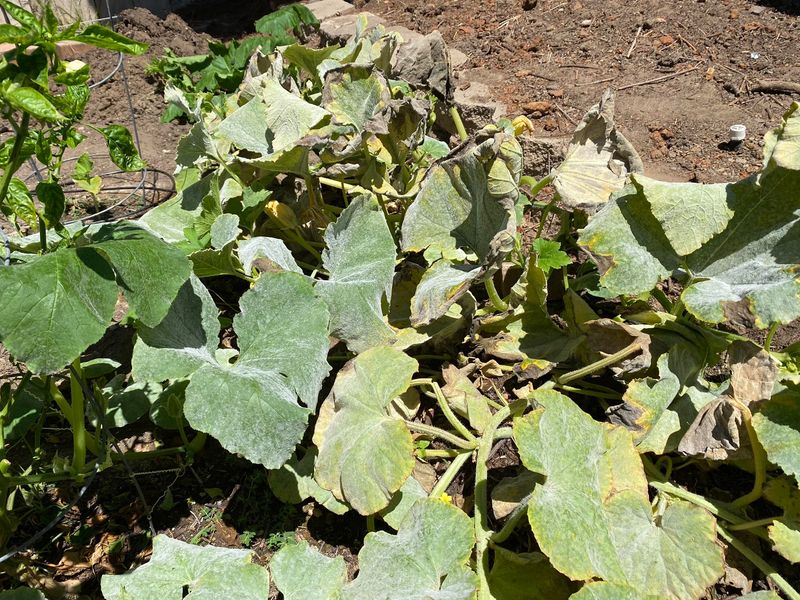 Powdery Mildew Spread
