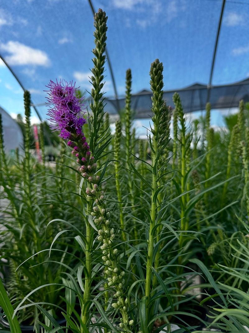 Blazing Star: Vertical Accents That Butterflies Adore