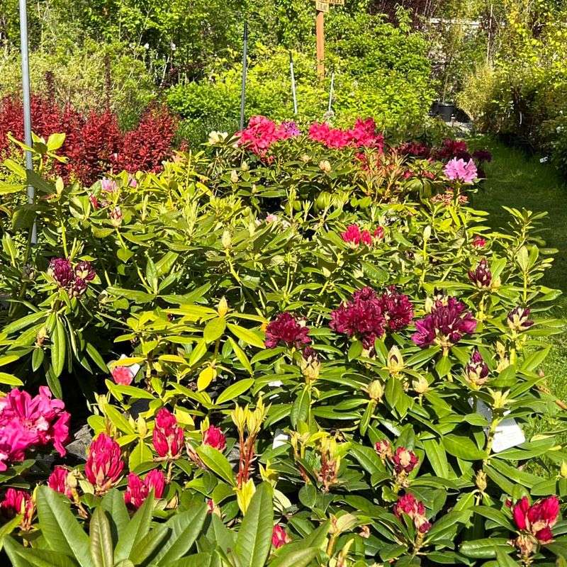 Rhododendrons