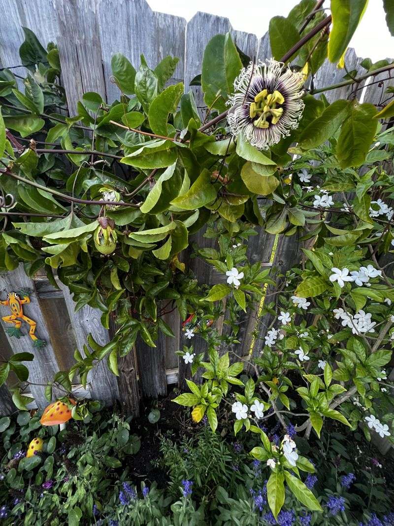 Passion Flower