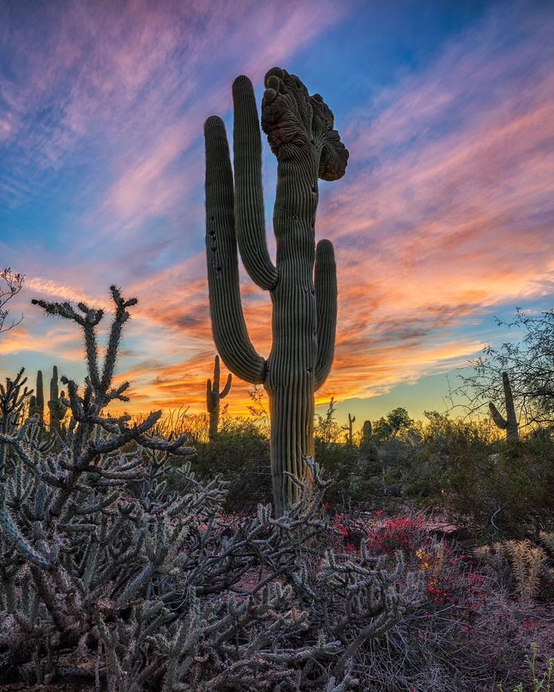 Desert Botanical Garden, Arizona